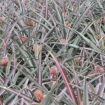 ananas-victoria-ile-maurice-galerie-1