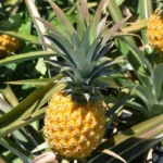 ananas-victoria-ile-maurice-galerie-2