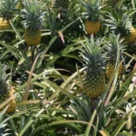 ananas-victoria-ile-maurice-galerie-3