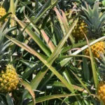 ananas-victoria-ile-maurice-galerie-4