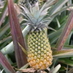 ananas-victoria-ile-maurice-galerie-5