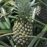 ananas-victoria-ile-maurice-galerie-6