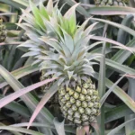 ananas-victoria-ile-maurice-galerie-7