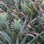 ananas-victoria-ile-maurice-galerie-8